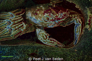 The Caveman 

Cape Rock Crab in a sponge hide-out by Peet J Van Eeden 